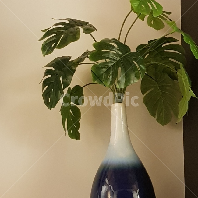 몬스테라,식물,화병,분위기,감성