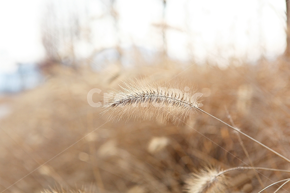 강아지풀,강아지풀꽃,꽃,잡초,가을,풀,야외,공원,가을,계절,fall,autumn,season,식물,자연,plants,nature