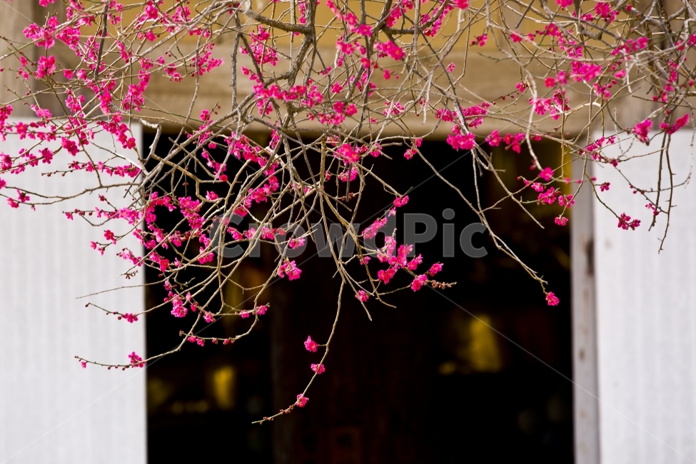 매화꽃,매화,매화나무,흑매화,매실,자연,봄,식물,자연,plants,nature,꽃,flower