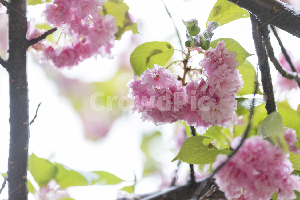 꽃,빛,핑크,나뭇잎,꽃잎,벚꽃,자연,배경,봄,계절,spring,season,식물,자연,plants,nature,꽃,flower,plant,blossom