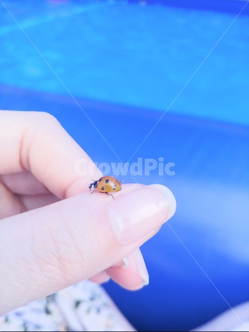 무당벌레,곤충,ladybug,손,자연,봄,손가락,숲,동물,몸,감성,nature,레이디버그,벌레,hand,여름,계절