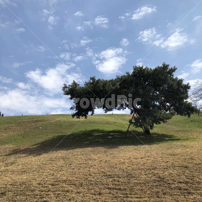 나무,풍경,봄,그늘,평화,하늘,들판,tree,힐링,감성사진