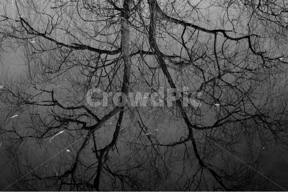 반영,나무,호수,흑백,추상,branches,reflection,abstract,backgrounds,반영사진,lake,tree,겨울,계절,winter,season,자연,풍경,nature,landscape,식물,plants,나무,trees,wood,흑백,모노톤,monochrome,black and white,plant