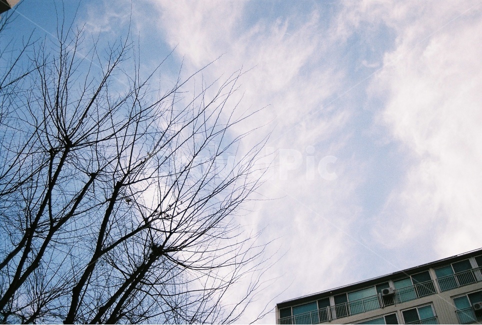 하늘,구름,나무,film,sky,filmphotography,latewinter,tree,cloud,필름,필름카메라