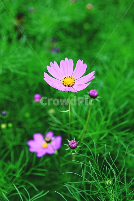 코스모스,꽃,꽃잎,식물,자연,공원,가을,가을꽃,식물,자연,plants,nature,꽃,flower