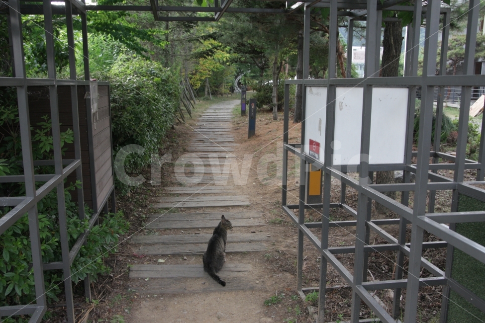 고양이,정글짐,방향,공원,길,길찾기,외로움,쓸쓸함,혼자,동물,cat,ajunglegym,direction,park,street,동물,animal,포유류,mammal,고양이,cat,kitten,kitty