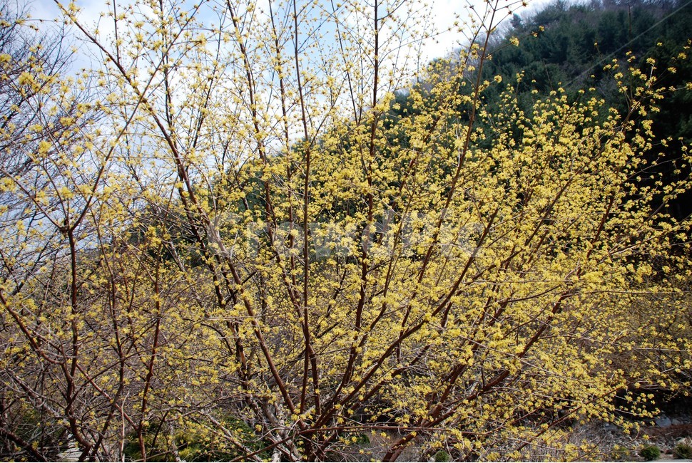 산수유,봄,노랑색,노란꽃,봄꽃,봄,계절,spring,season,식물,자연,plants,nature,꽃,flower,tree,나무,plant,tree trunk,나무 줄기