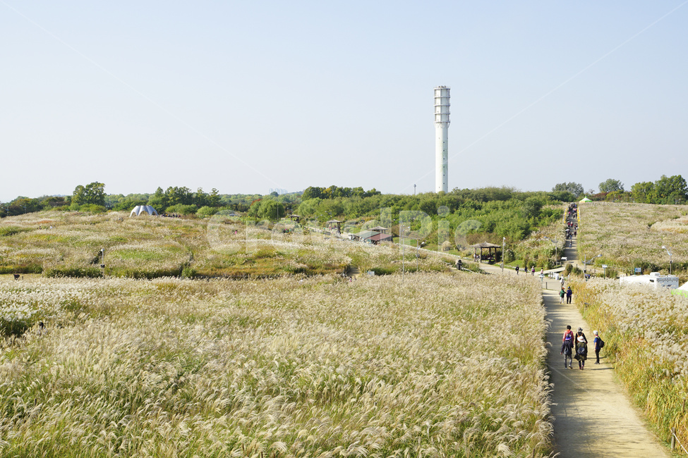 가을,풍경,억새,자연,가을이미지,풍경사진,억새꽃,fall,autumn,landscape,silvergrass,nature,season,계절,하늘공원,억새축제,노란색,가을,계절,fall,autumn,season,자연,풍경,nature,landscape,한국자연풍경,한국자연경관,korea nature landscape,person,사람,human,인간