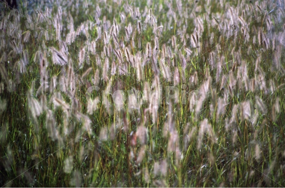 plant,식물,grass,잔디,강아지풀,puppygrass,자연,가을,가을풍경,풍경,바람,바람소리