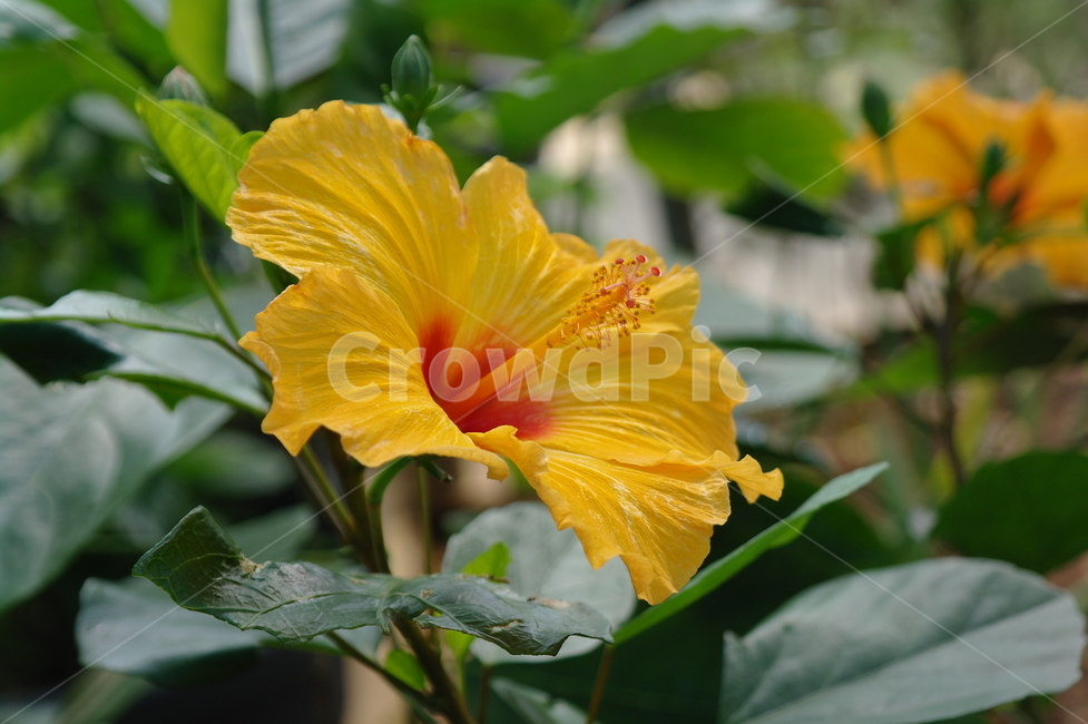꽃,자연,노랑,초록,flower,식물,자연,plants,nature,꽃,flower