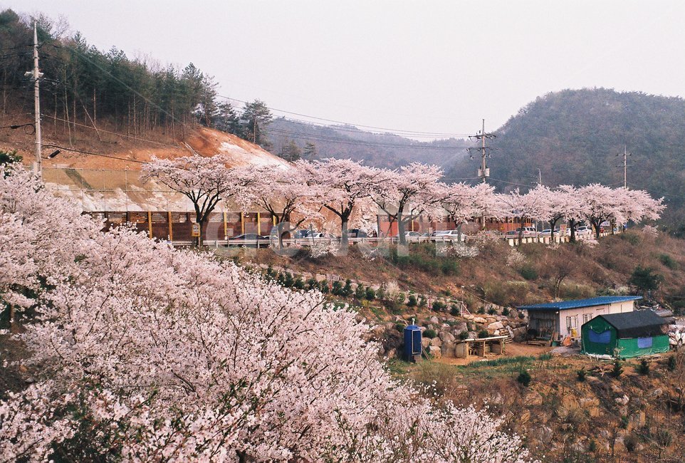 나무,tree,식물,plant,벚꽃,blossom,자연,nature,필름,필름사진,film,flower,cherryblossom