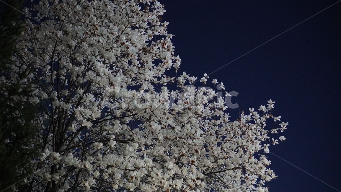 목련,봄꽃,식물,blossom,flower,하얀꽃,목련꽃,목련나무,꽃잎,꽃,꽃나무,자연,plant,밤풍경,야경