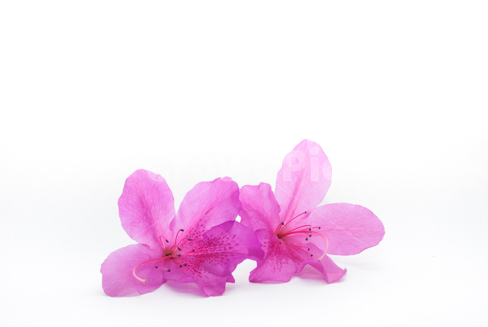 산철쭉,철쭉,누끼,배경,봄,꽃,생화,식물,조경,핑크,분홍,spring,season,flowe,자연,향기,아름다운,화사한,봄꽃,꽃잎,스튜디오,봄,계절,spring,season,식물,자연,plants,nature,꽃,flower,누끼,remove background,blossom,geranium,제라늄,plant,petal