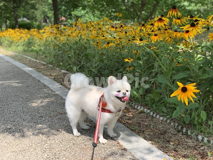 강아지,dog,포메라니안,포메라니언,개,꽃,flower,노란색꽃,노란색,노랑,산책,강아지산책,목줄,더위