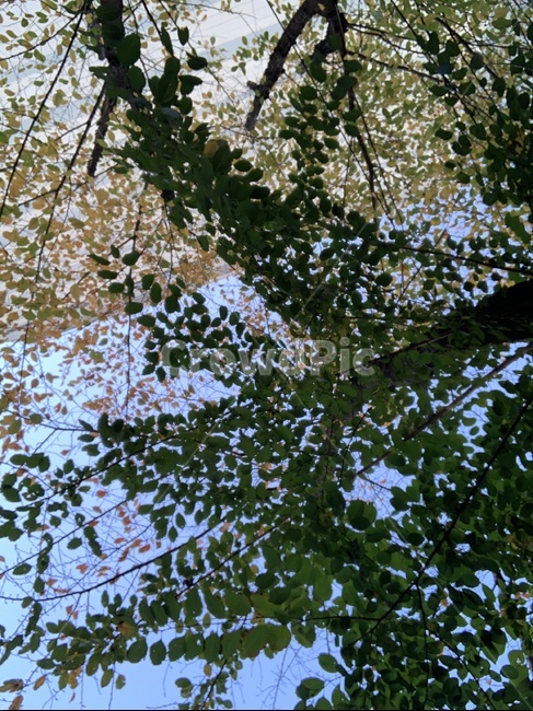 plant,식물,tree,나무,잎,하늘,식물,자연,plants,nature,나무,trees,wood