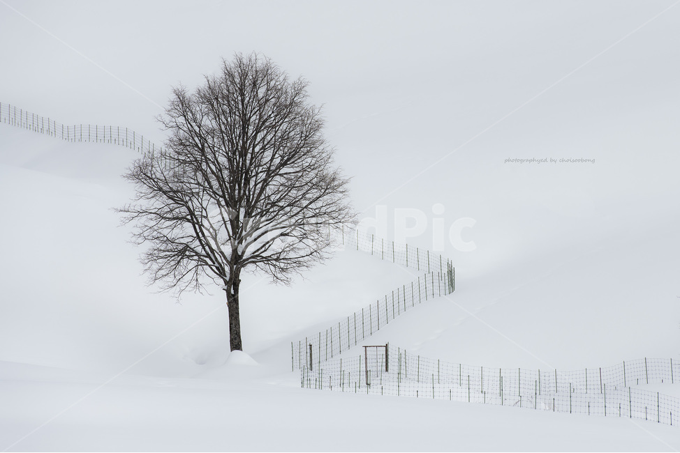 나무,강원도,울타리,감성,화이트,겨울,계절,winter,season,자연,풍경,nature,landscape
