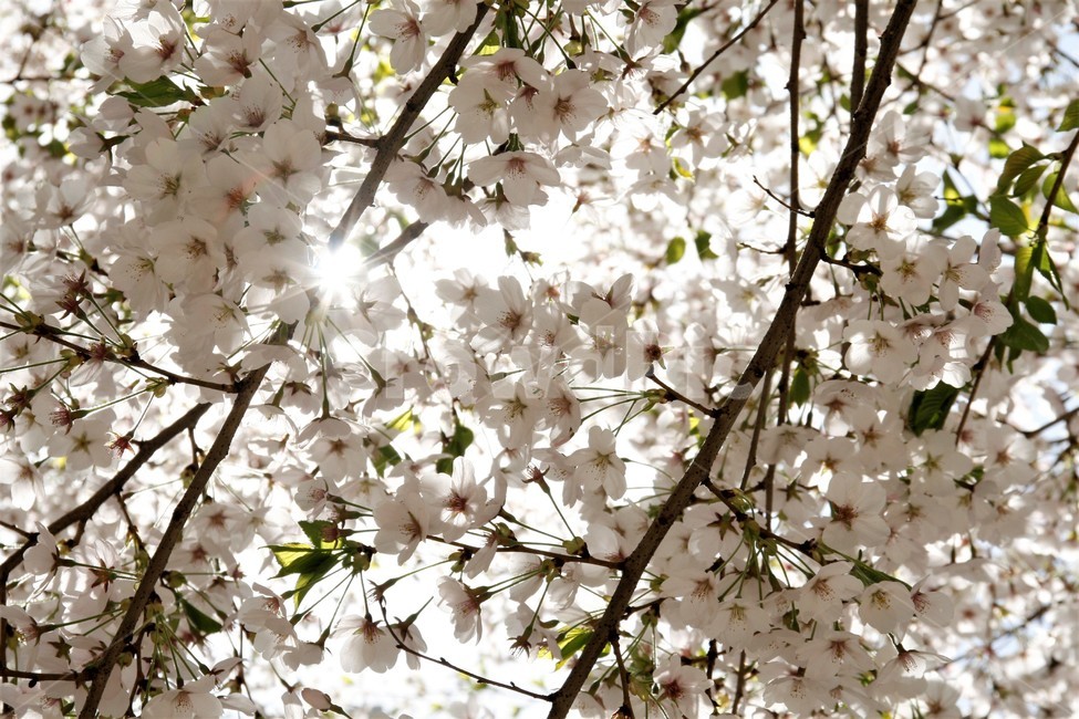 벚꽃,봄,벚꽃나무,벚꽃놀이,꽃,식물,봄,계절,spring,season,식물,자연,plants,nature,꽃,flower,plant,blossom,cherry blossom