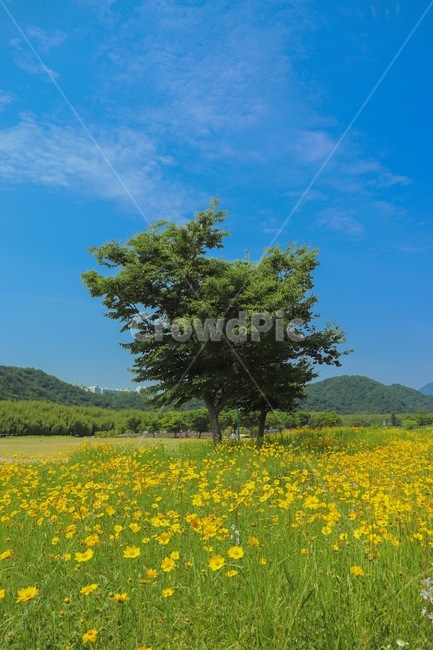 나무,여름,하늘,노란꽃,금계국,자연,푸른,시원함