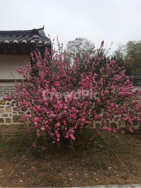 꽃,자연,식물,flower,nature