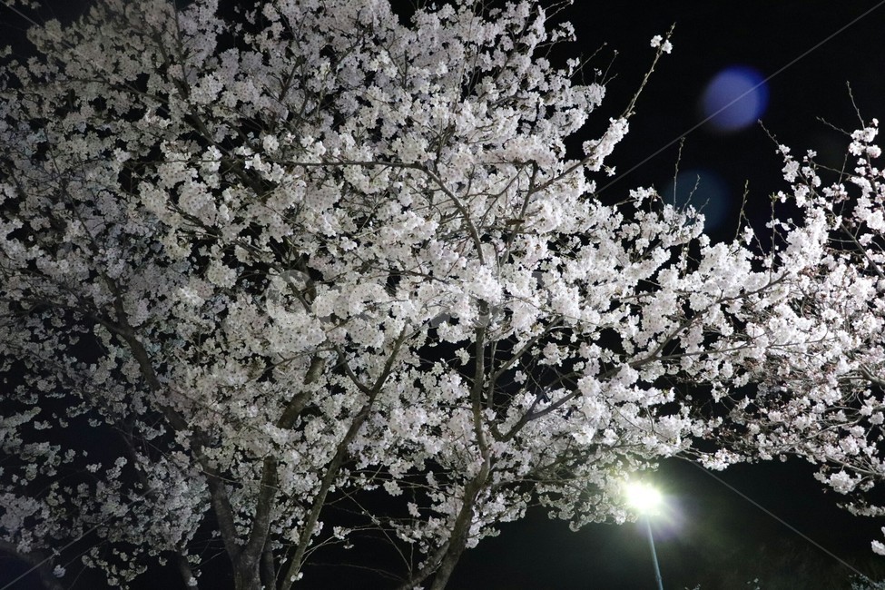 벚꽃,벚꽃나무,밤,벚꽃축제,꽃