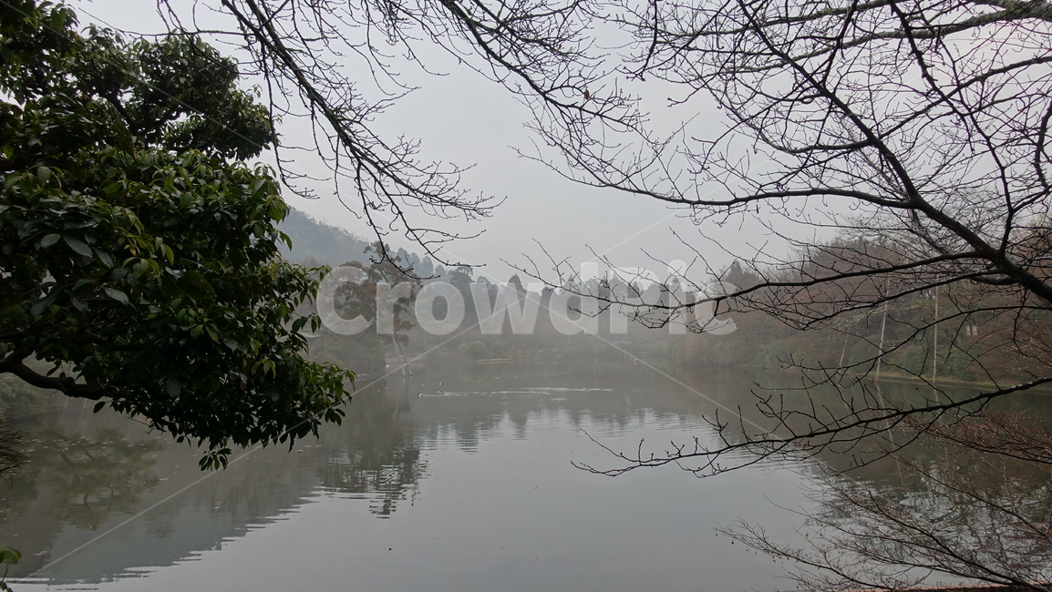 nature,자연,나뭇가지,fog,안개