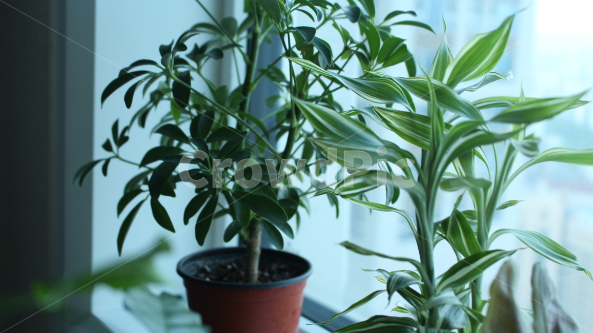 식물,초록색,초록,잎,홈가드닝,집,화분,가드닝,실내용화초,화분,화초,house plant