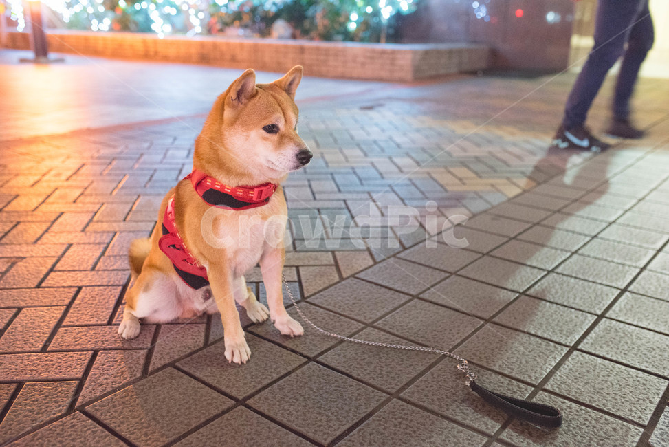 light bulb,night,black dog,led,lighting,Yellowy,large dog,outdoor,puppy,mediumsized dog,light,friend,Shiba Inu,pet dog,walk
