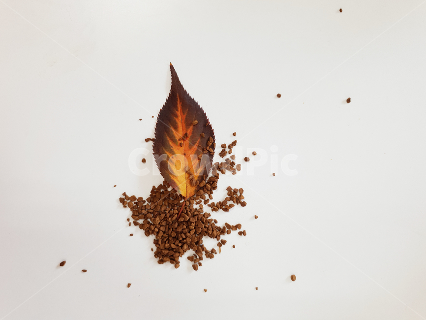 woody,leaf,fallenleaves,maple,coffee,단풍,낙엽,잎,잎사귀,감잎,가을,분위기,커피,나뭇잎,나무잎,배경,가을,계절,fall,autumn,season,식물,자연,plants,nature