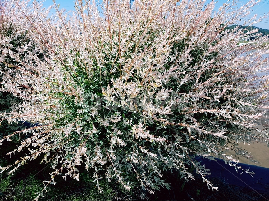 오색버들,흰색,핑크,나무,풍경,하늘,식물,자연,plants,nature,꽃,flower
