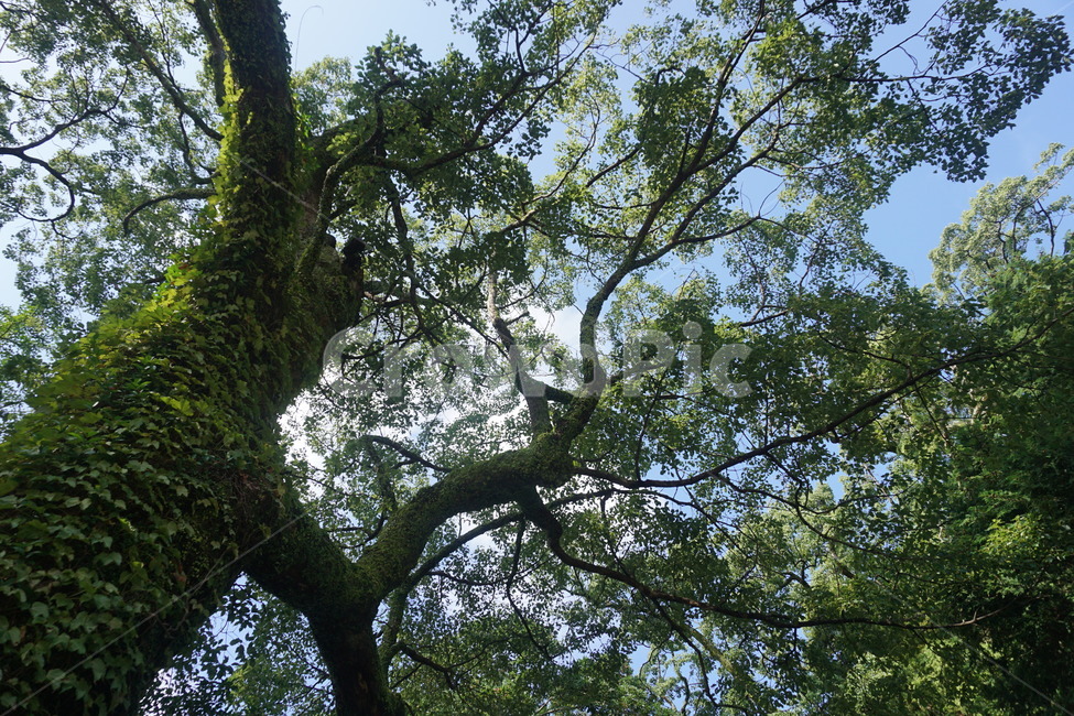 나무,큰나무,멋진나무,이쁜나무,담쟁이,오래된나무,식물,자연,plants,nature,나무,trees,wood