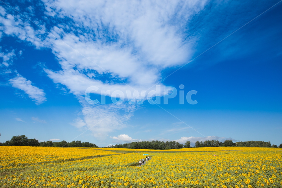 해바라기,해바라기꽃,꽃,sunflower,flower,식물,자연,풍경,nature,landscape,식물,plants,꽃,flower,outdoors,옥외,grassland,목초지,field,들,meadow,rural,농촌,farm,농장