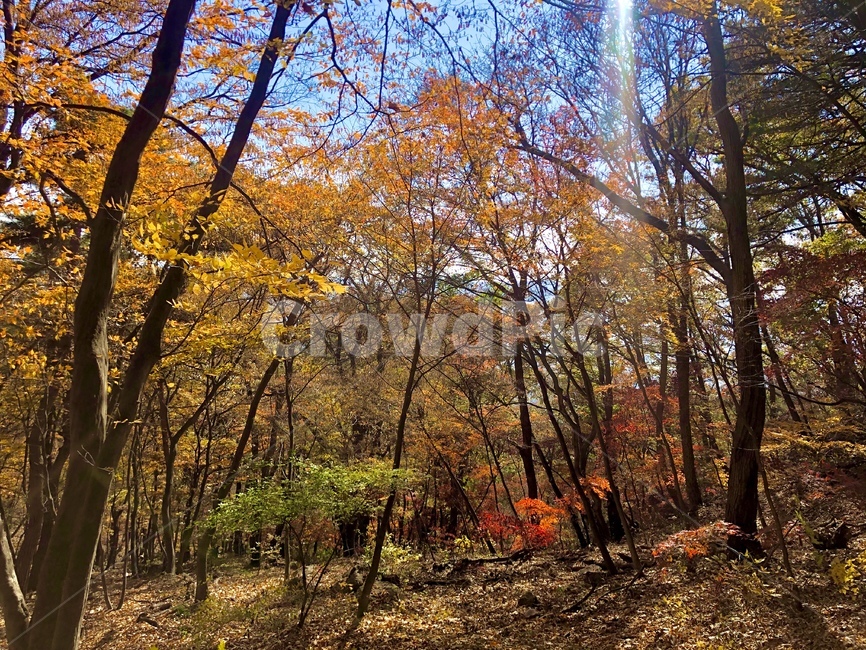 나무줄기,식물,나무,봄,산,자연,가을,계절,fall,autumn,season