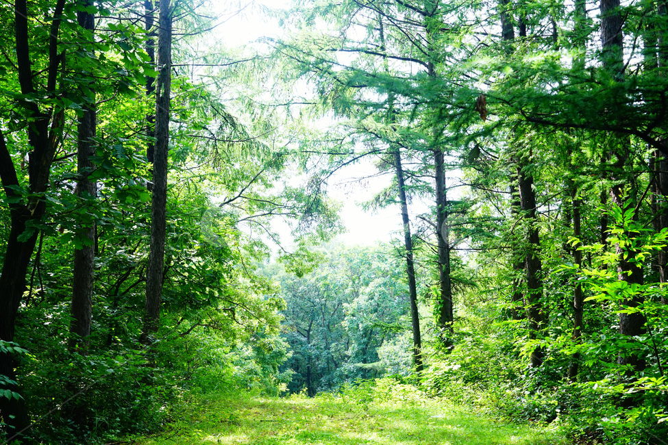 plant,tree,식물,나무,forest,숲,삼림지,자연,작은숲,nature,자연,풍경,nature,landscape,vegetation,초목,woodland,outdoors,옥외,land,땅,grove,작은 숲
