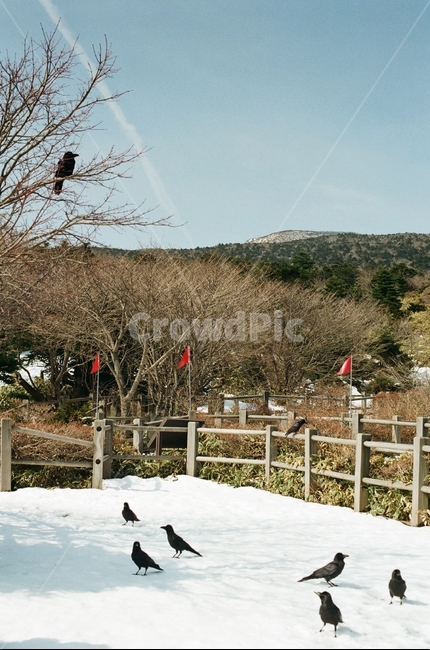 한라산,까마귀,하늘,필름카메라,새,제주도,눈,겨울,겨울,계절,winter,season,자연,풍경,nature,landscape,animal,동물,bird