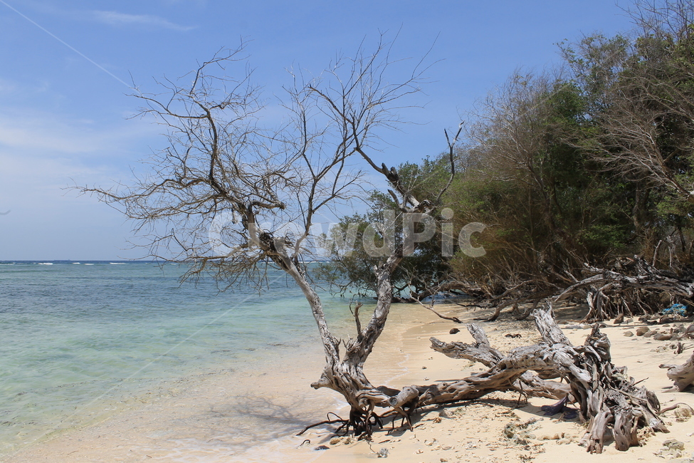 인도네시아,길리,해변,나무해변,나무,indonesia,gili,beach,treeandbeach,treeonthebeach,vacation,고즈넉