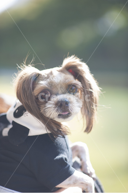 강아지,애견,애견스냅,강아지사진,개,dog,유기견,애견용품,애견샵,강아지용품,강아지샵,애견공원,애견카페,동물,animal,포유류,mammal,개,강아지,dog,doggy,감성,sensible,feeling