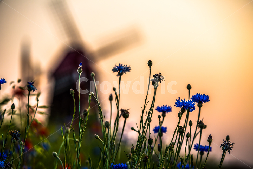 석양,노을,풍차,수레국화,감성,자연,풍경,flower,꽃,식물,자연,plants,nature,꽃,flower
