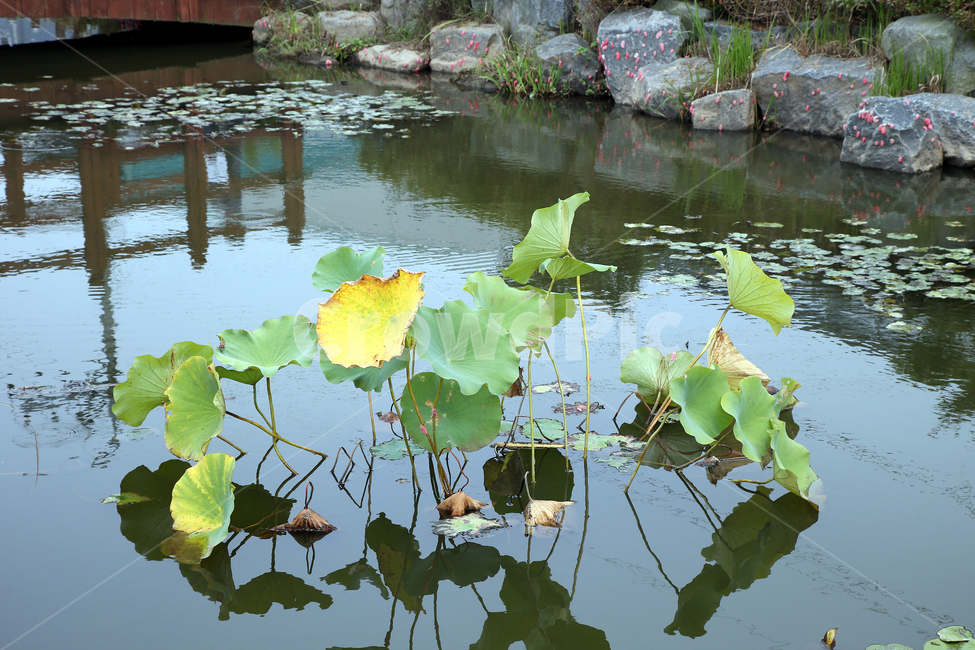 봄,자연,spring,nature,연못