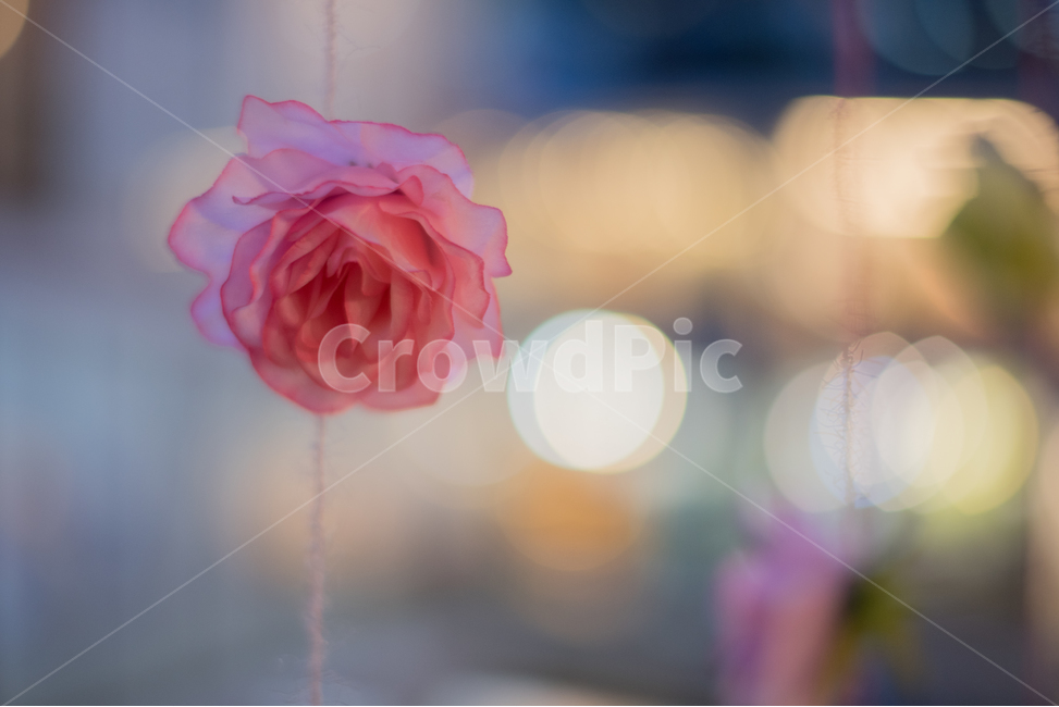 장미,감성,보케,정물,Rose,감성,sensible,feeling,인테리어,실내디자인,interior design