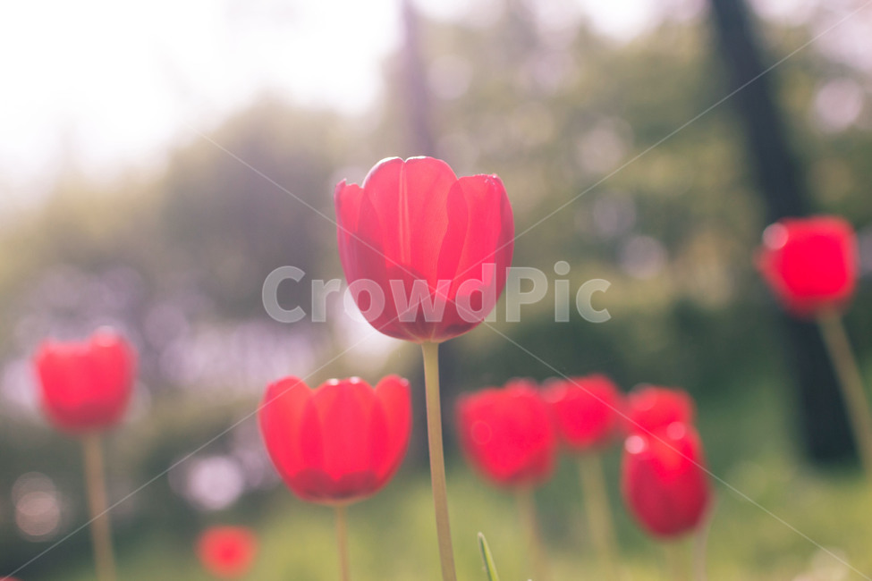 튤립,꽃,빨간꽃,자연,풍경,식물,자연,plants,nature,꽃,flower,감성,sensible,feeling,휴식,힐링,rest,relaxation,healing