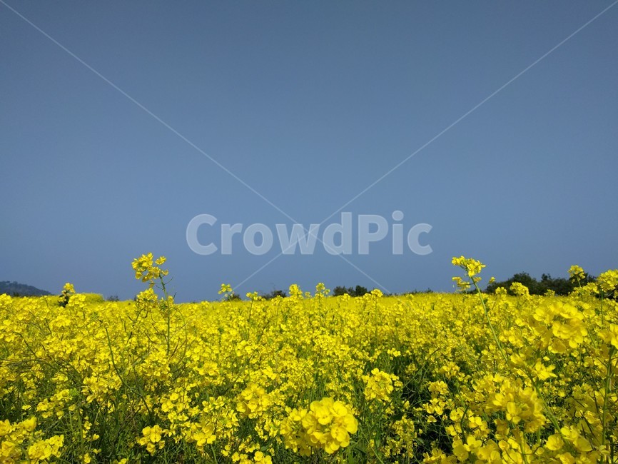 유채꽃,꽃,제주도,초봄,하늘,rapeflower,flower,jejuisland,jeju