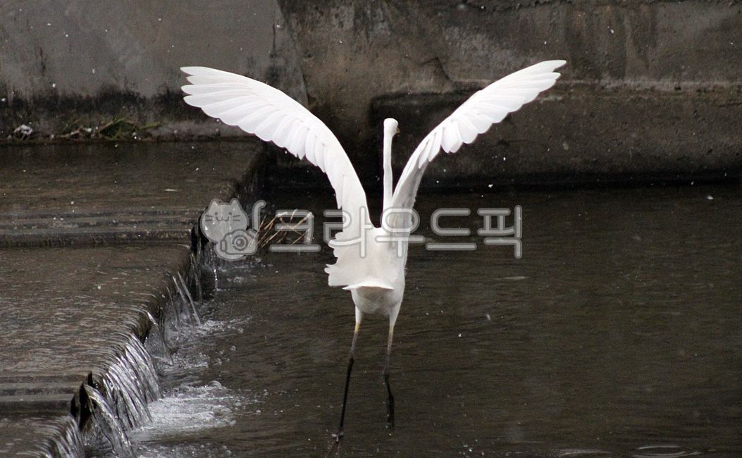 백로, 학, 두루미, 황새, 동물, 사진,이미지,일러스트,캘리그라피 - Nbocrates68작가