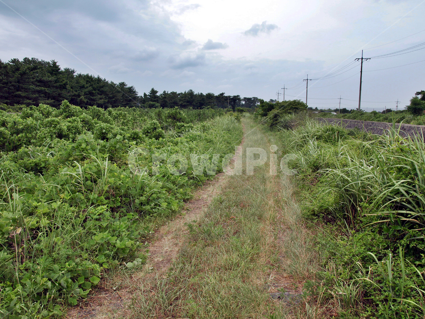 제주,올레14코스,올레길,농로,도로,자연,풍경,nature,landscape,dirt road,흙길,gravel,자갈,road,ground,바닥,outdoors,옥외