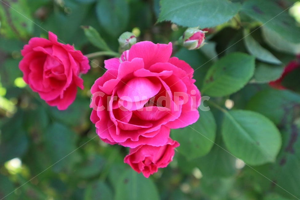 장미,장미꽃,꽃,빨강,식물,식물,자연,plants,nature,꽃,flower