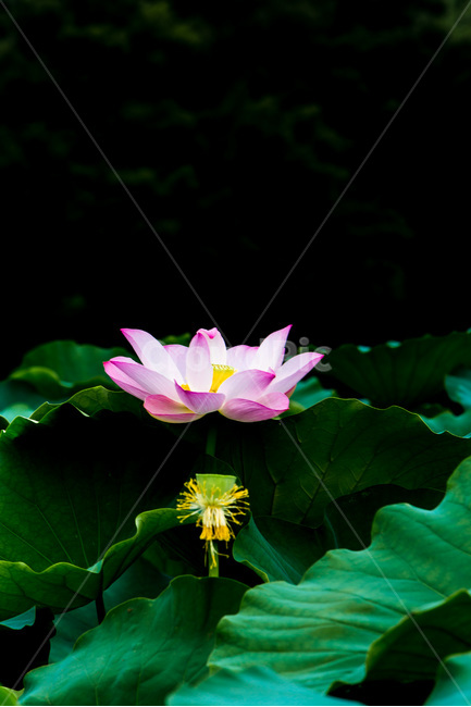 연꽃,연잎,문양,무늬,자연,낙화,연밥,식물,자연,plants,nature,꽃,flower