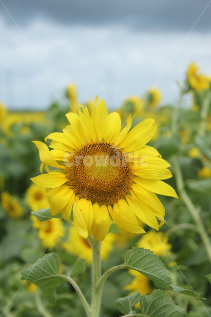 해바라기,벌,꽃,식물,flower,blossom