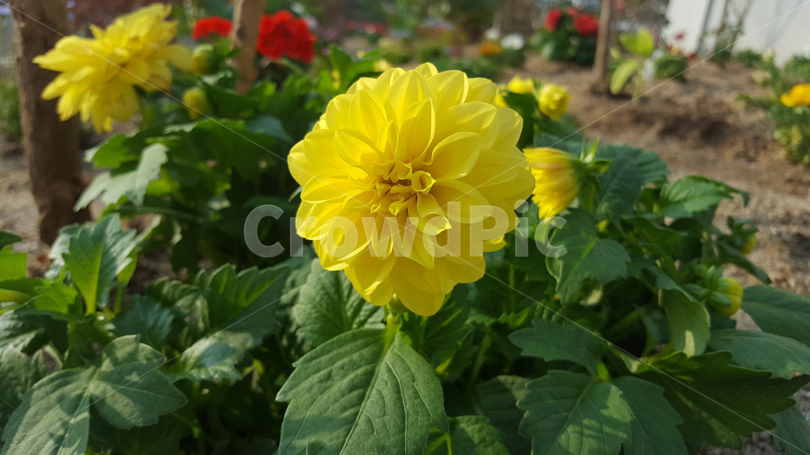 꽃,식물,근접,봄,flower