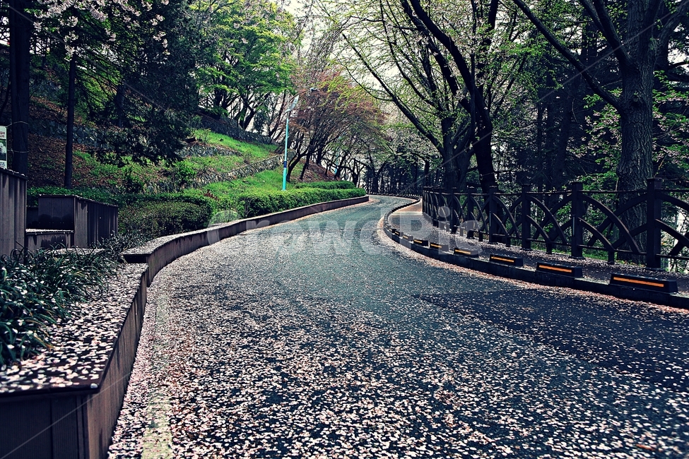 벗꽃길,길,산책로,꽃,곷잎,풍경,자연,배경,봄,계절,spring,season,자연,풍경,nature,landscape,식물,plants,꽃,flower,asphalt,아스팔트,road,도로,gravel,자갈,dirt road,흙길