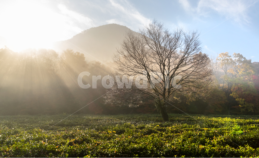가을,빛내림,나무,아침햇살,가을하늘,자연,풍경,nature,landscape,flare,플레어,light,빛,outdoors,옥외,weather,날씨