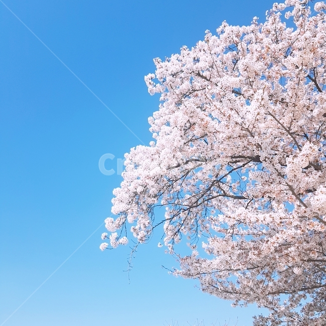 봄,꽃,벚꽃,cherryblossom,하늘,sky,flower,spring,벚나무,봄꽃,꽃나무,꽃과하늘,하늘과꽃,봄,계절,spring,season,plant,식물